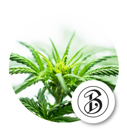cbd benedictus