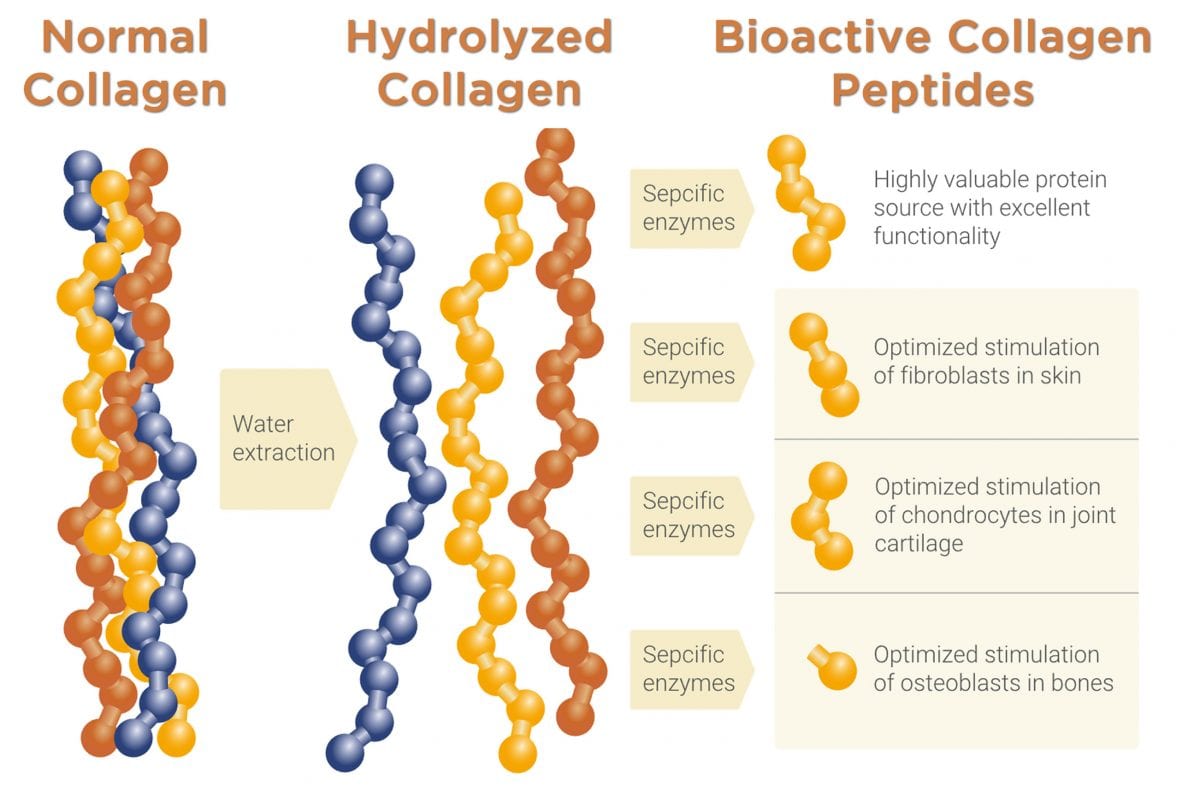 hydroizolované biaktívne kolagénové peptidy