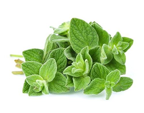 oregano